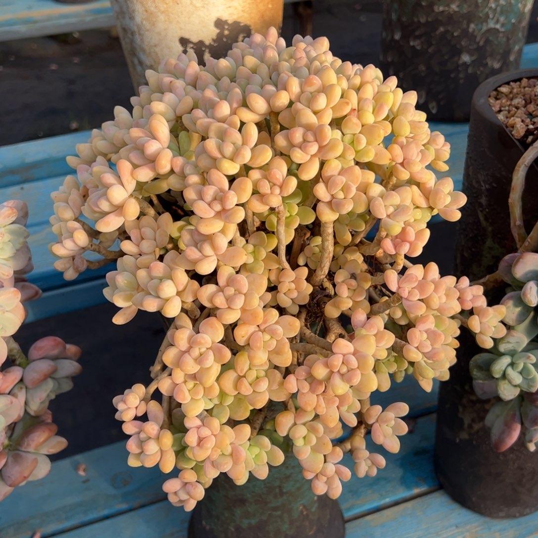 老桩雪酪蛋糕裸肉