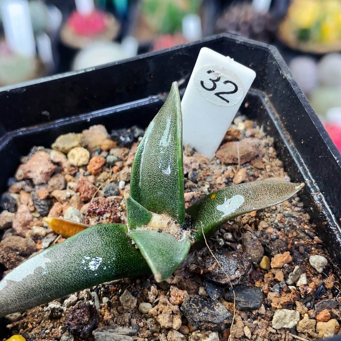 非偏远地区满25包邮仙人球