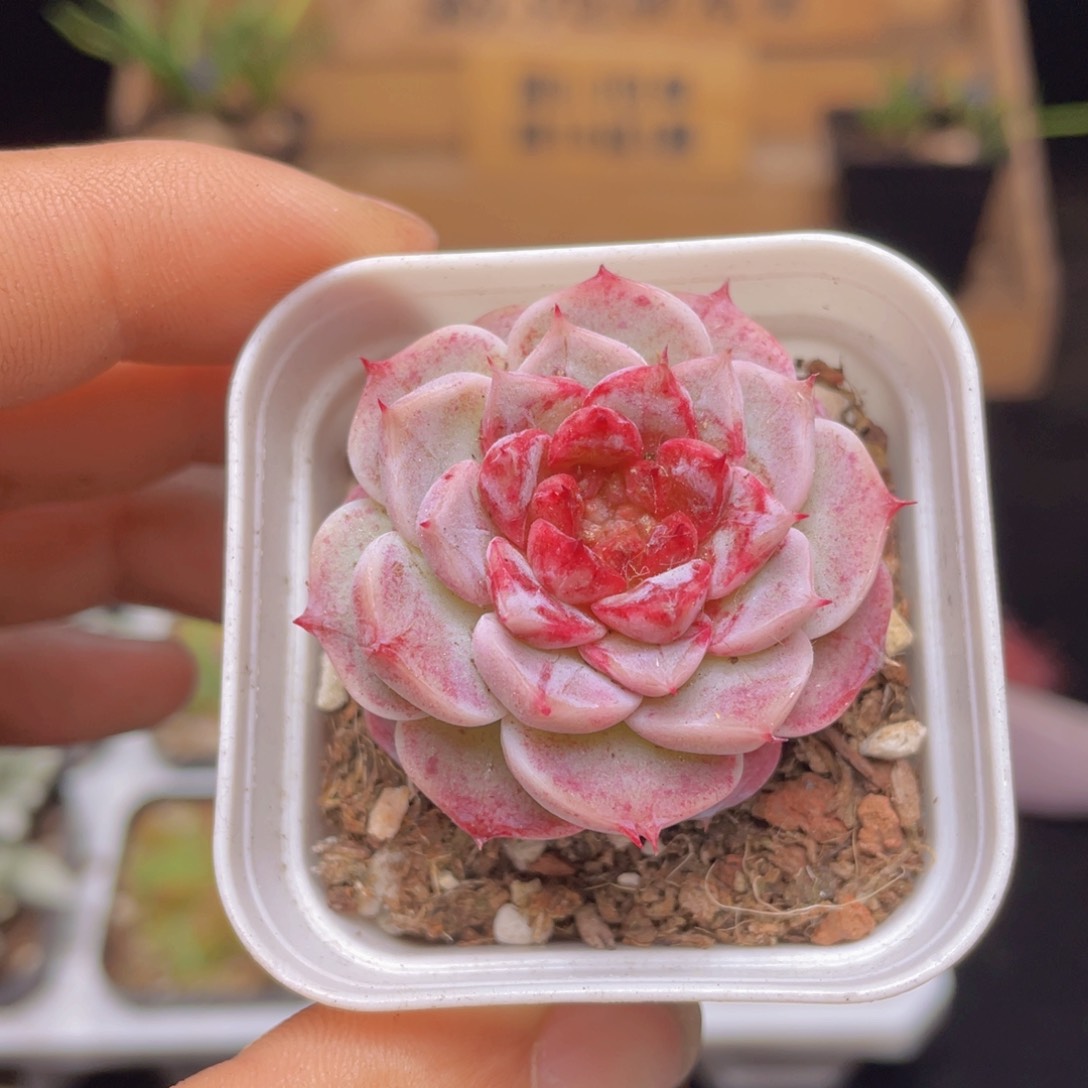 单头天鹅绒多肉9.9包邮发货