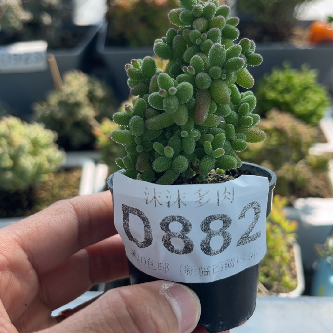 882金桔枝干番杏