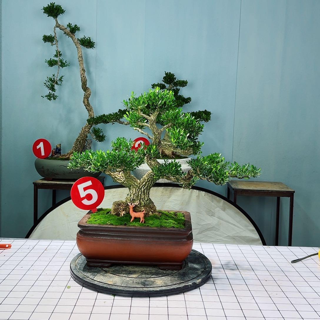 花**羽广东皱皮雀舌黄杨