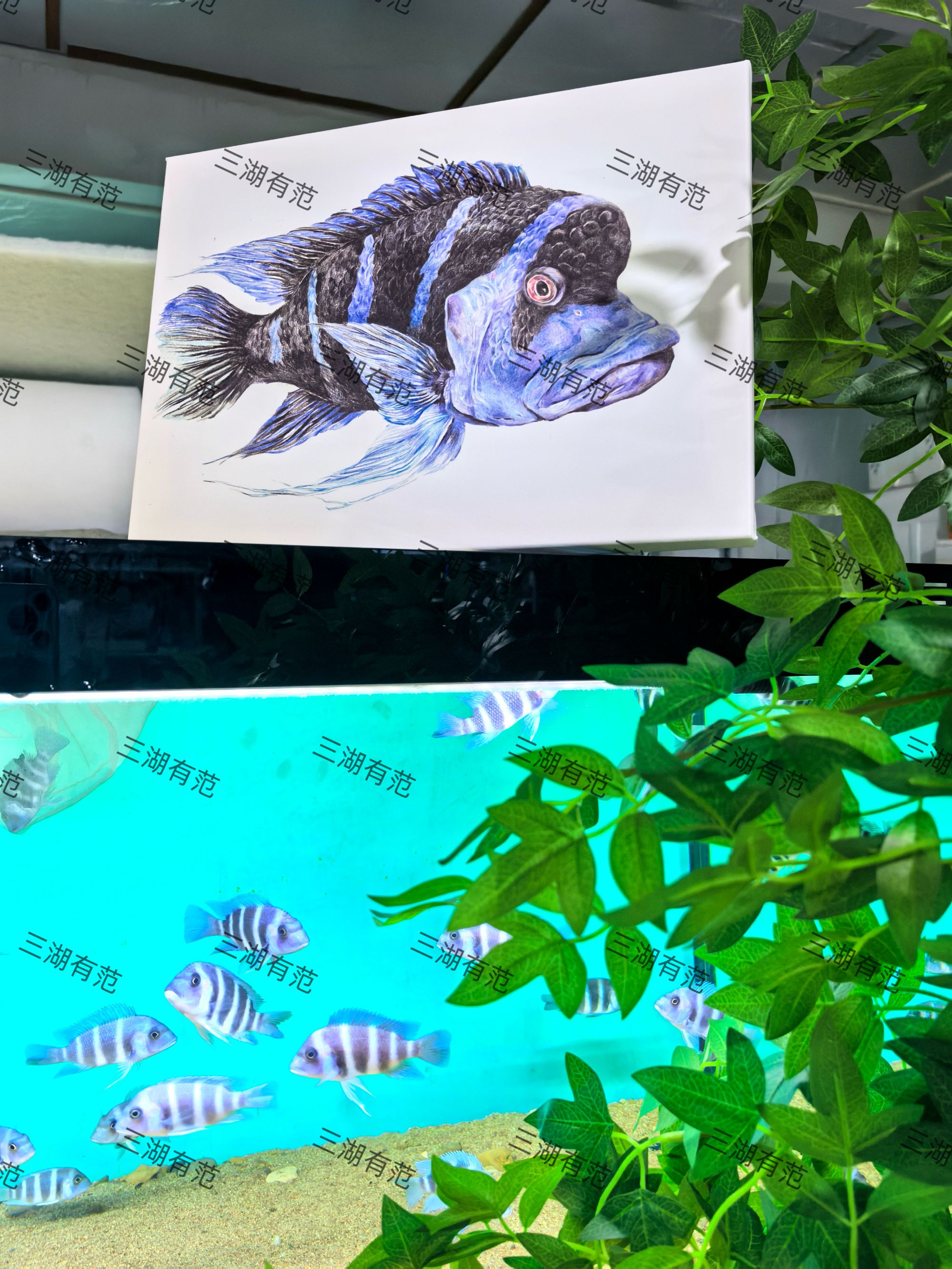 三湖有范三湖慈鲷主题画萨伊兰六间红龙王黄金虎油画布观赏画挂画