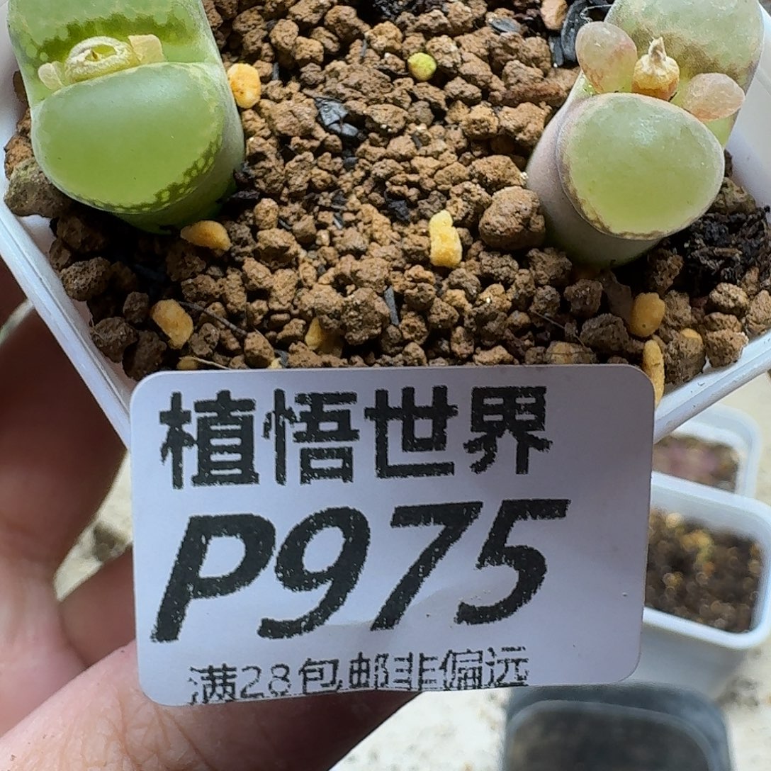 多肉植物的人生ghhj