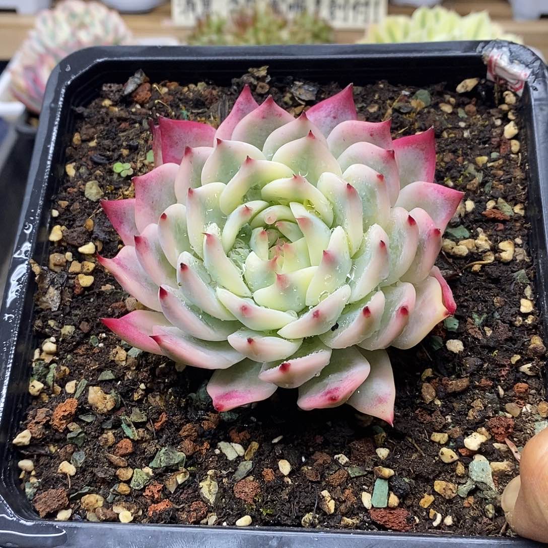 2322 吉娃娃宽叶宽覆轮锦 16 厘米盆 需延时发货