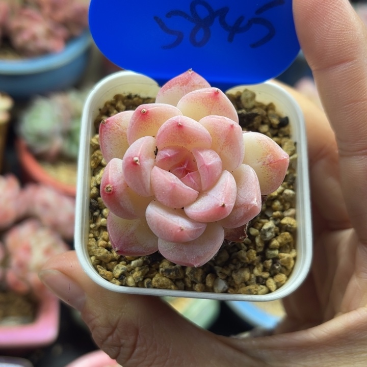 美心单头5845。   