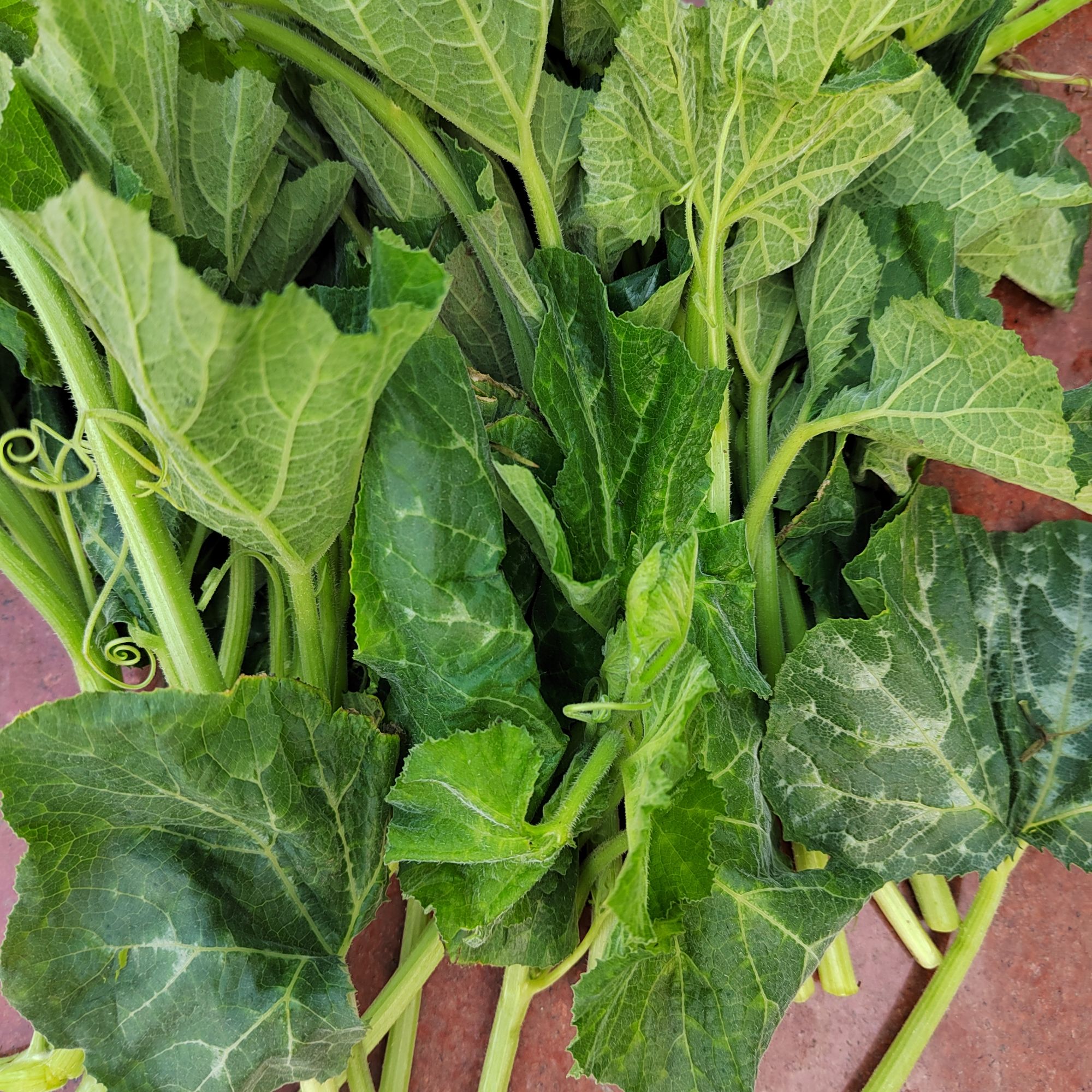 农户现摘新鲜嫩南瓜头南瓜杆