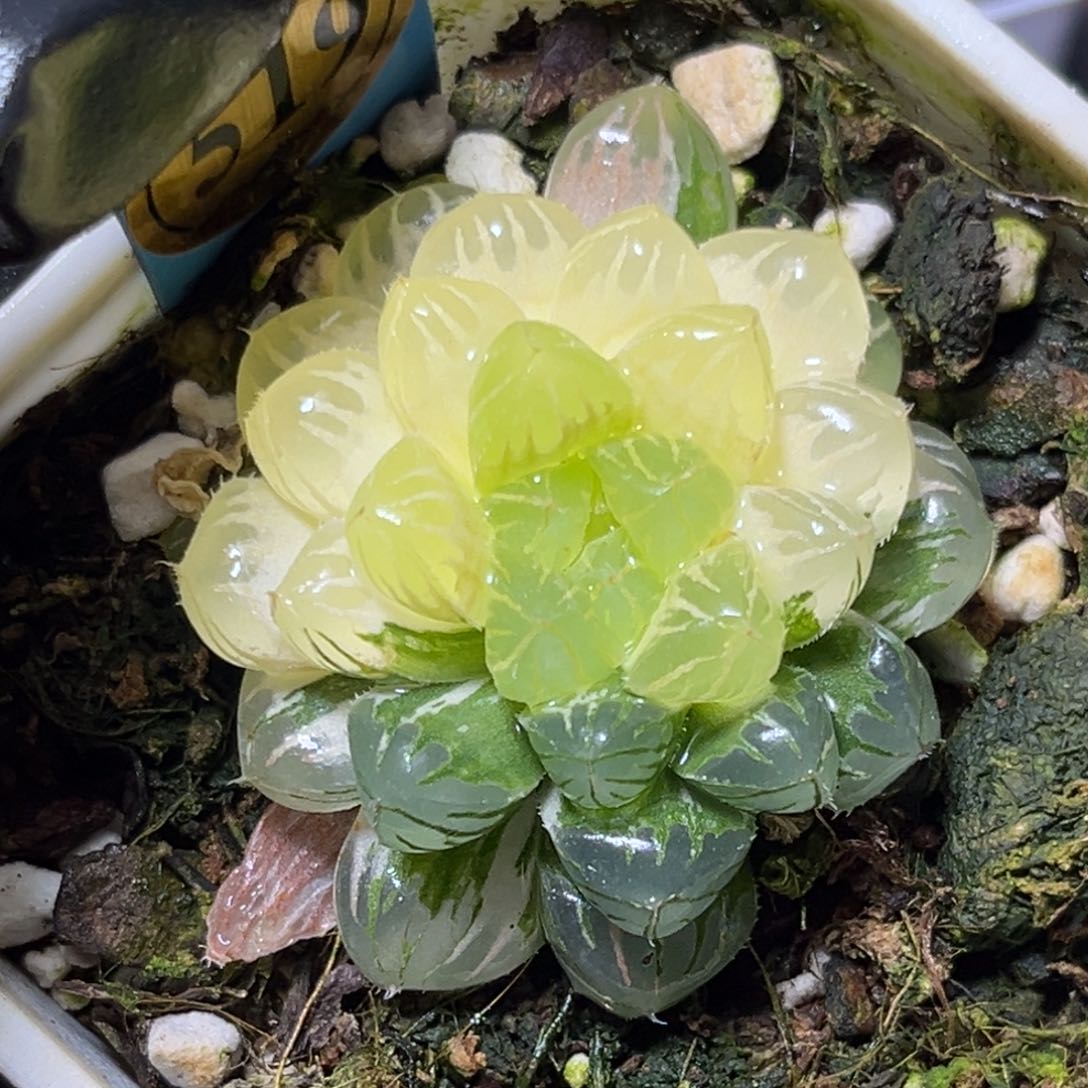 恭喜发财大吉大利519