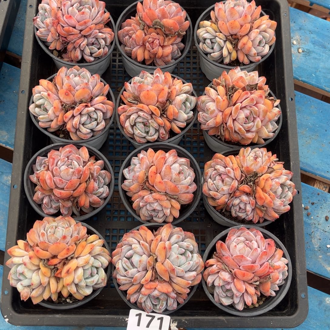 171号新疆西藏内蒙古不包邮的