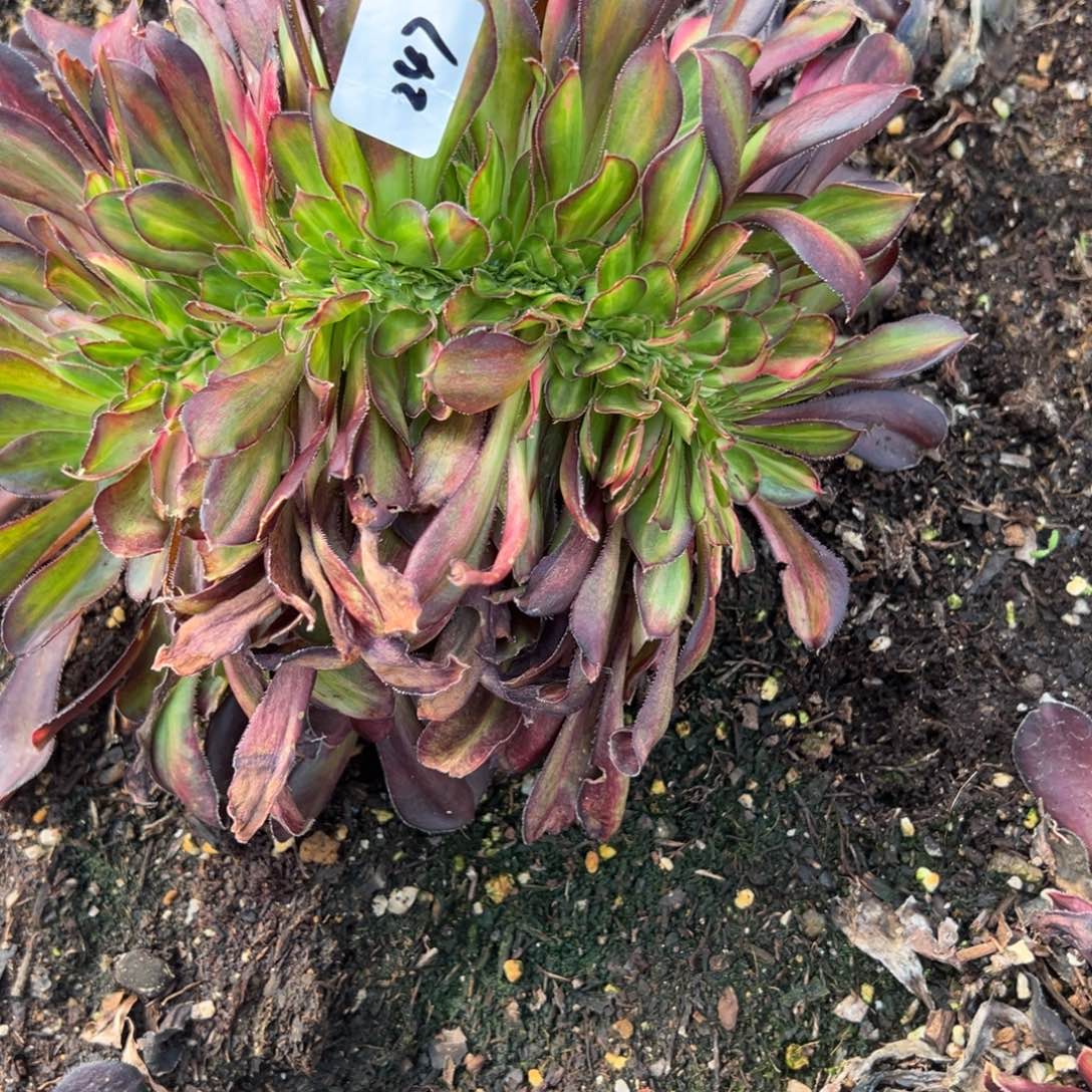 247花蝴蝶缀多头多肉