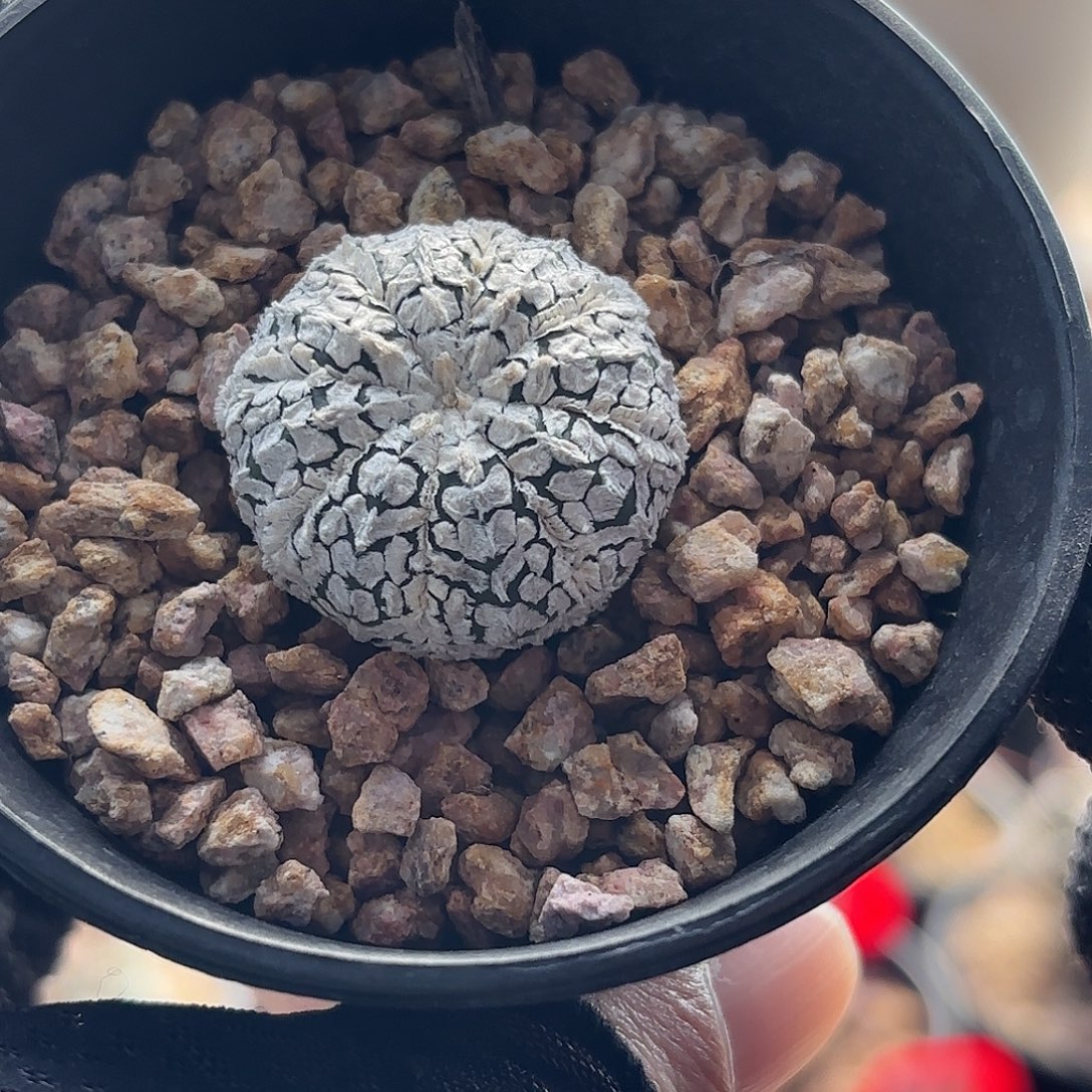 丸***酱仙人球实生仙人球兜