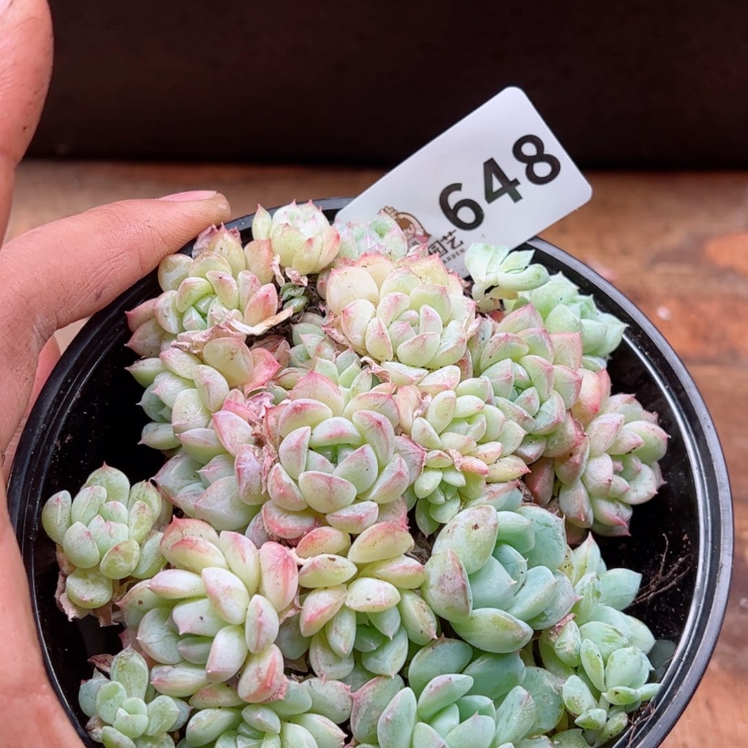 多肉植物多肉植物