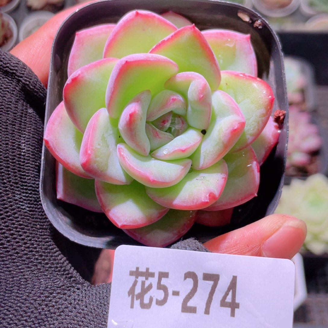 花利美2-274草莓泡芙