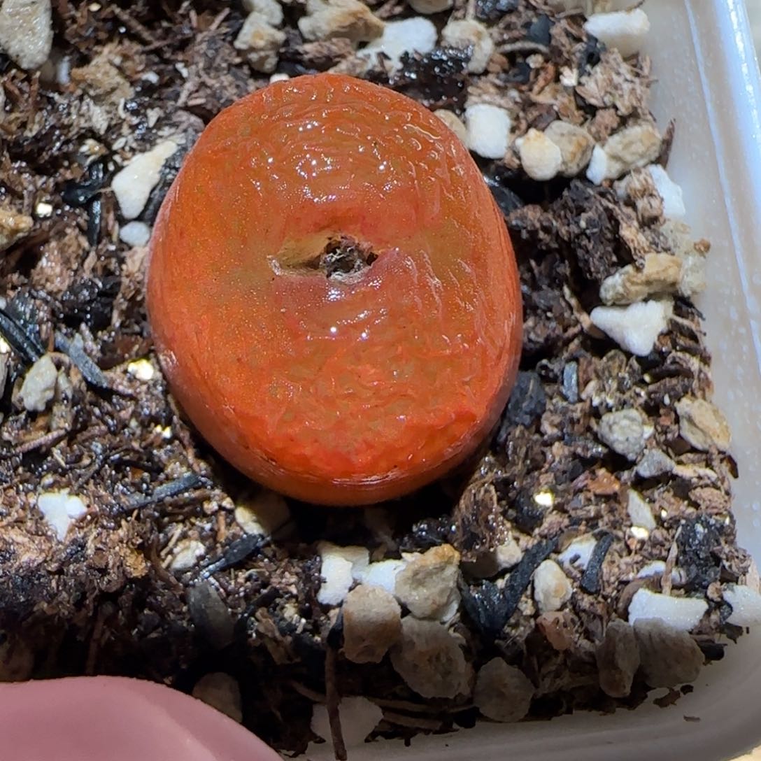 肉锥多肉植物百科5-水蜜桃594