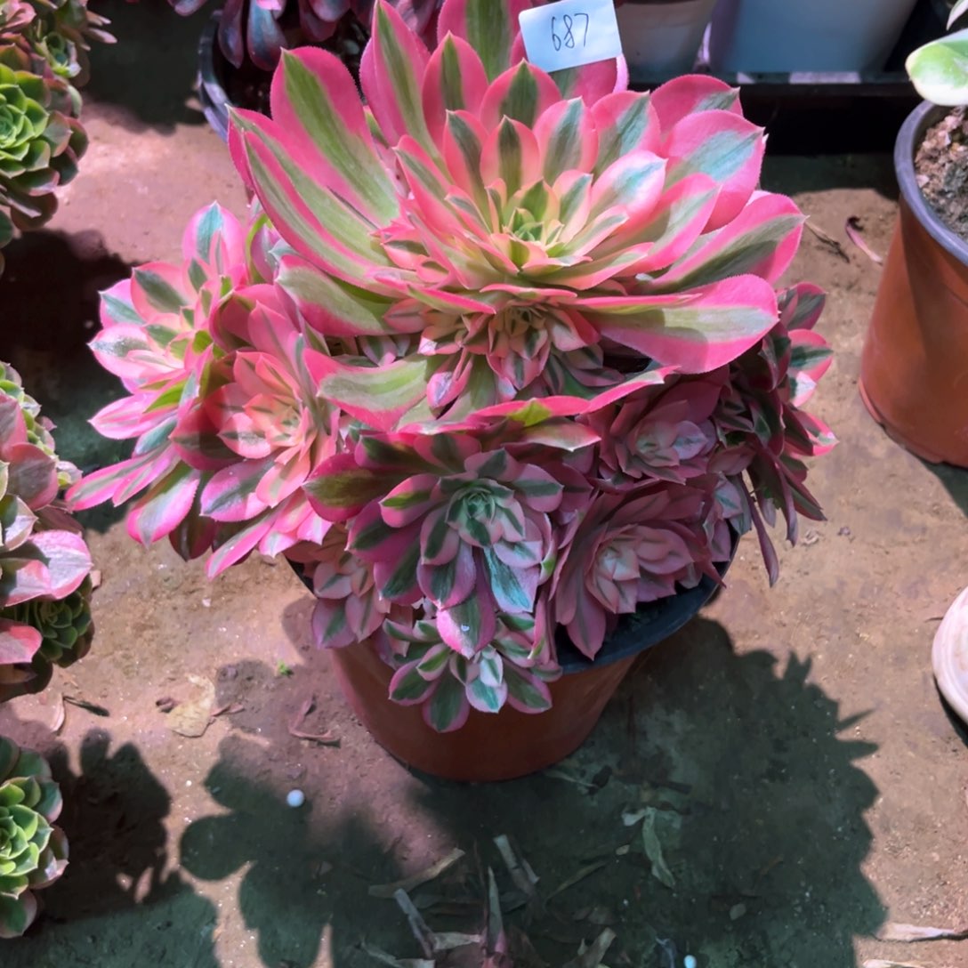 多肉植物女巫687