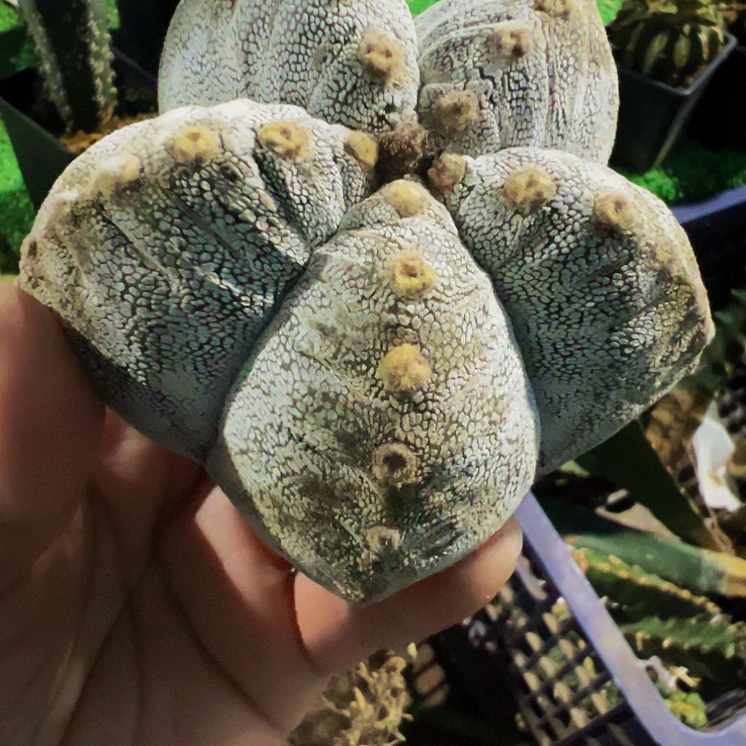 无花朵福利龟甲恩中526