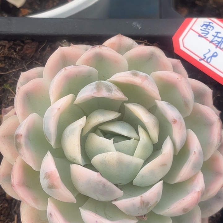 雪球锦一物一拍多肉植物