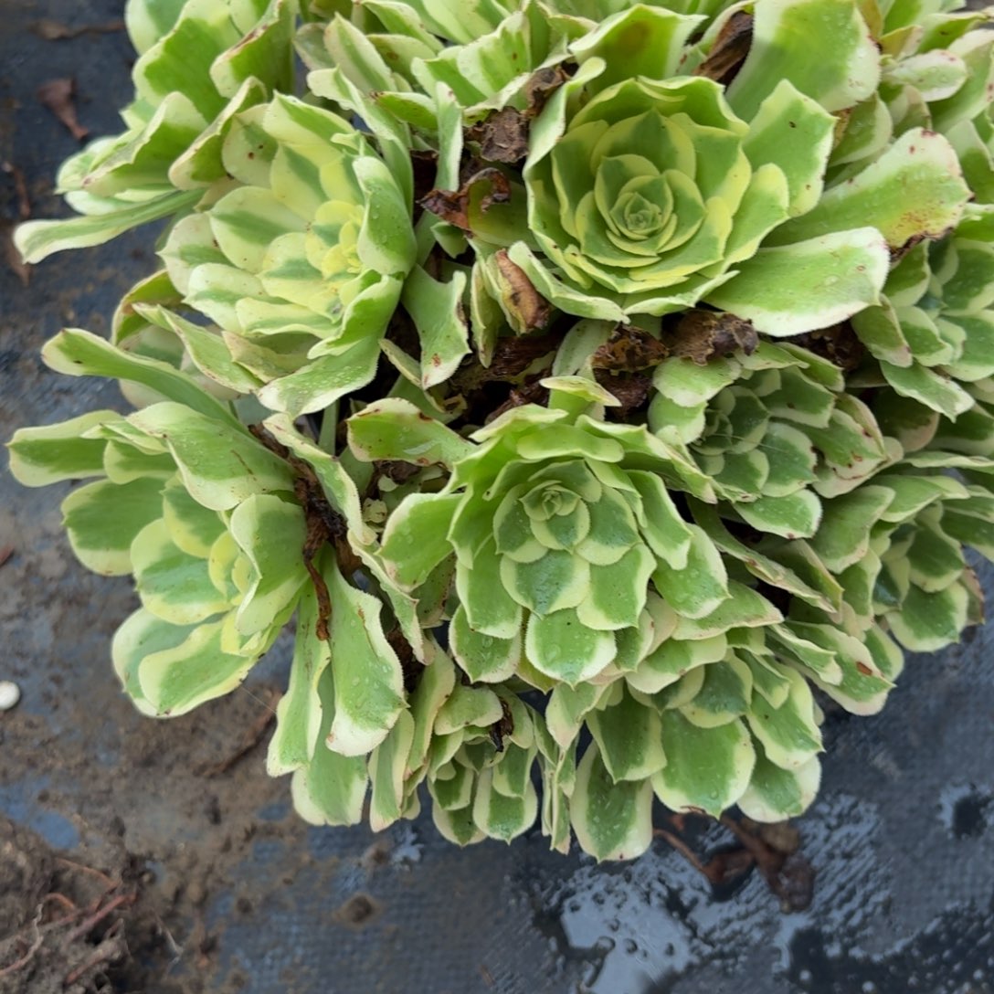 268多肉植物捧花的