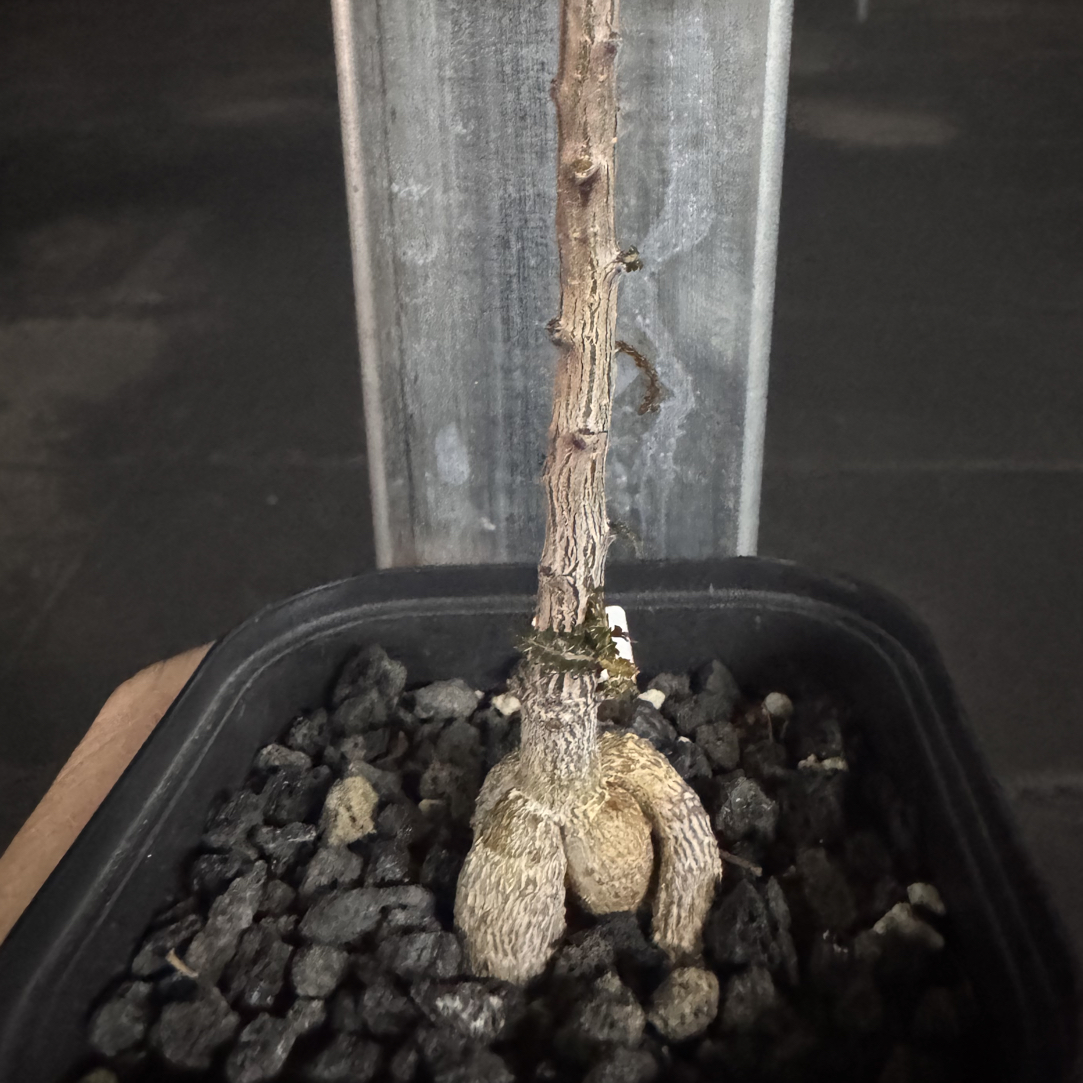 御***索科特拉乳香Boswellia socotrana多肉