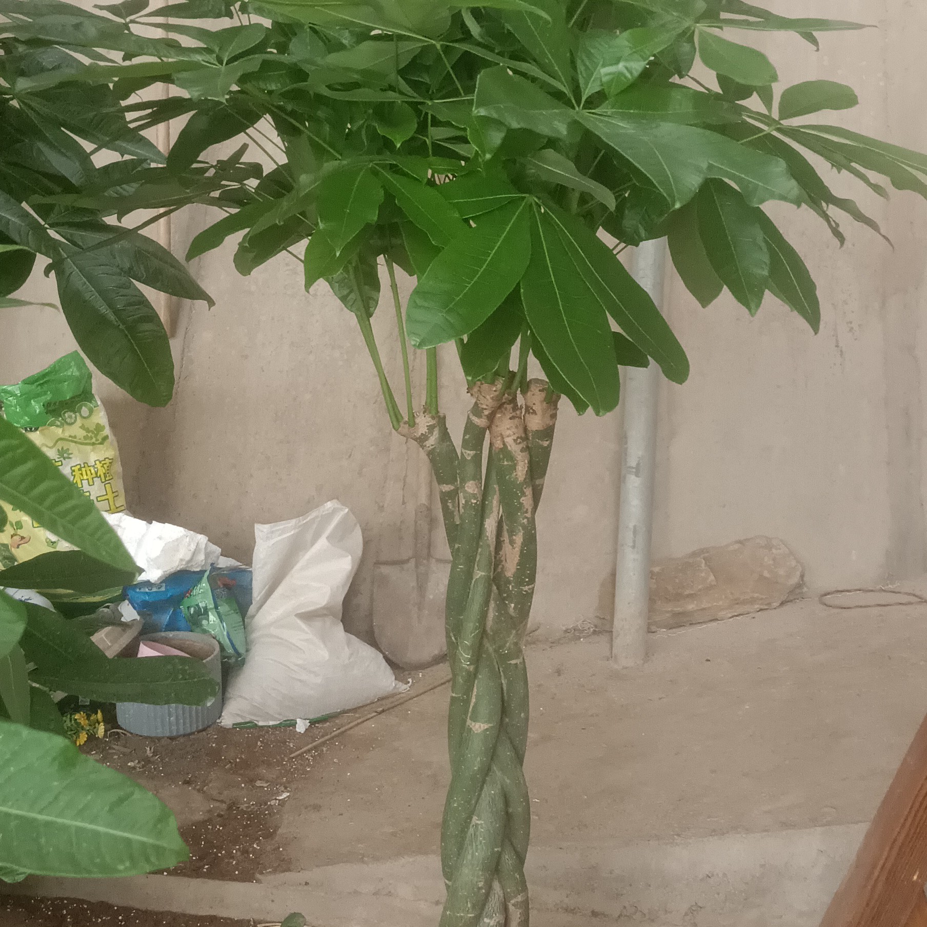 发财树，避免阳光直射，一个月浇一次水