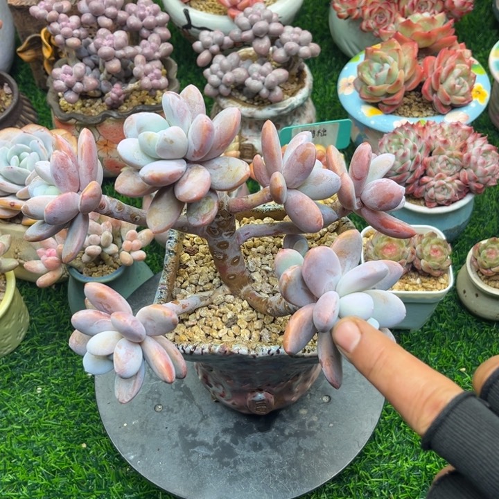 一物一拍，年后发货