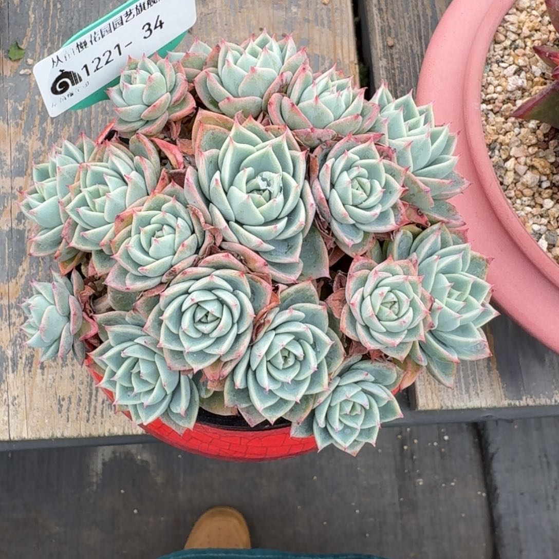 从前慢多肉精选编号1221.34