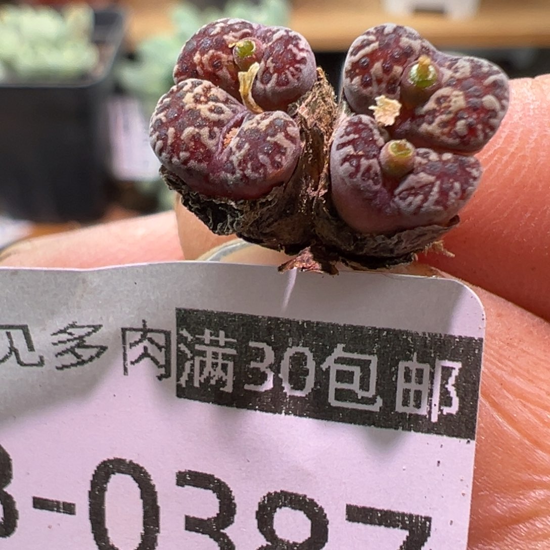 多肉植物111111111111