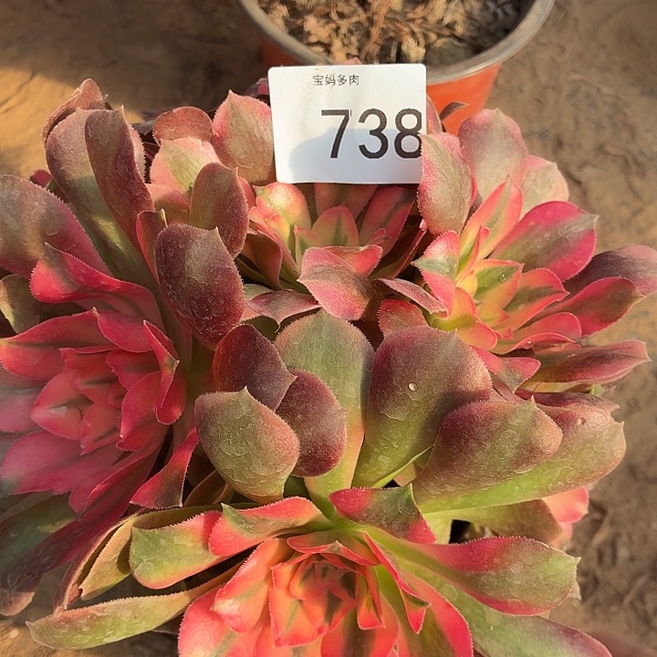 738号一物一拍1颗