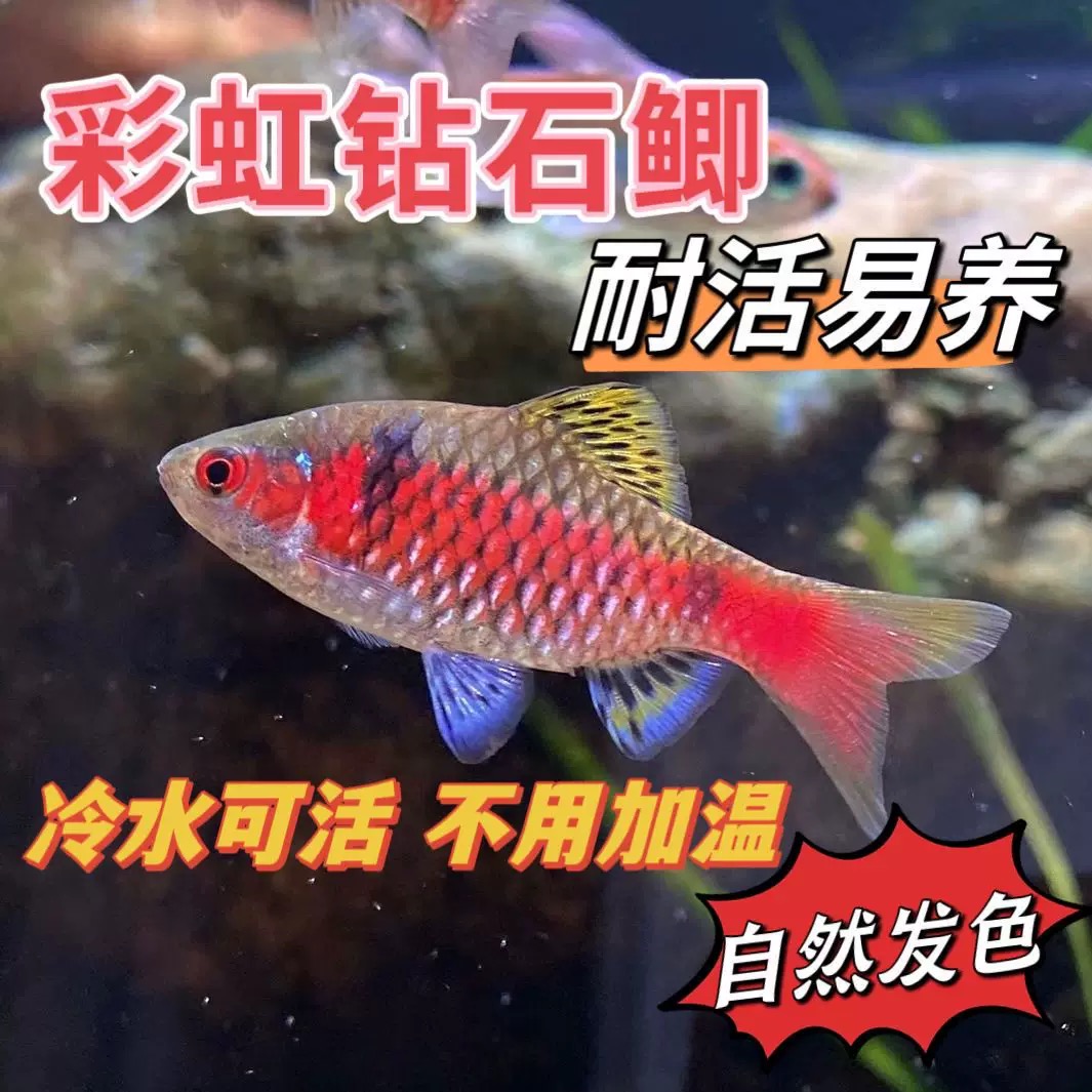 钻石彩虹鲫冷水原生观赏鱼免加温群游好养新手活体