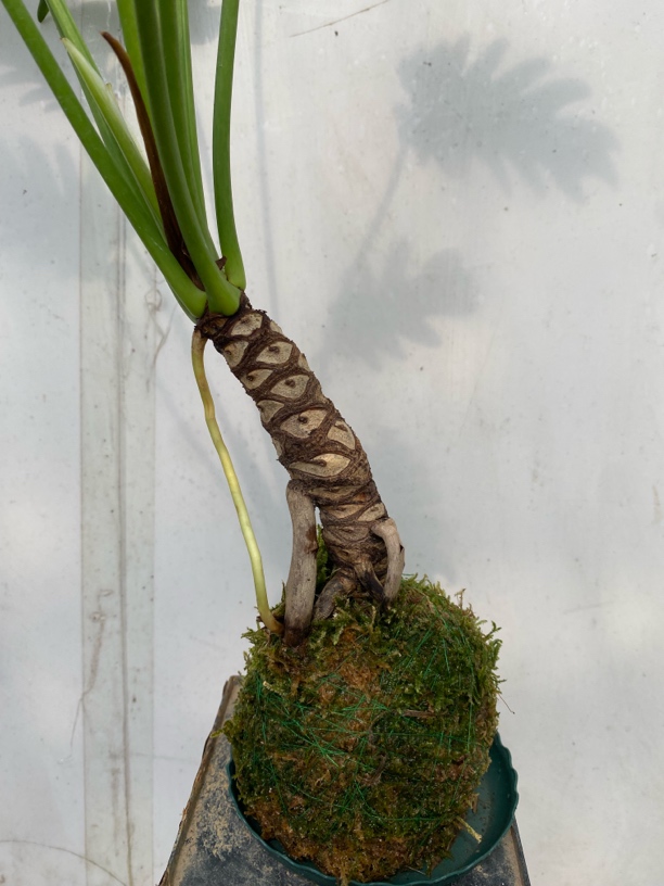 龙鳞小天使盆栽绿植室内外适用耐阴净化空气