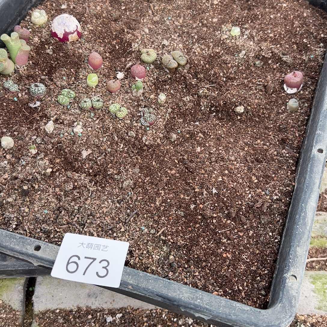 一物一拍带盆土发。 673