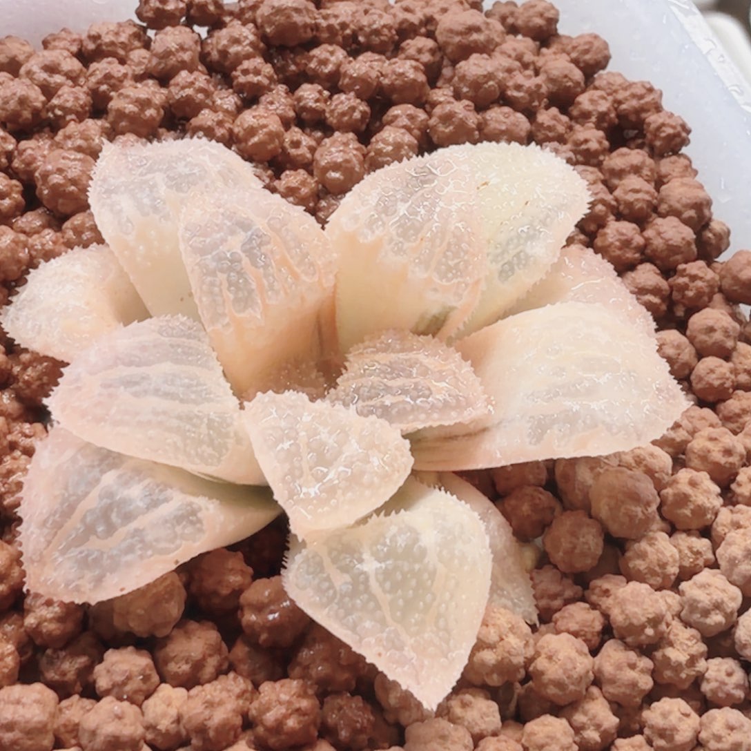 十二卷具味城锦糊班