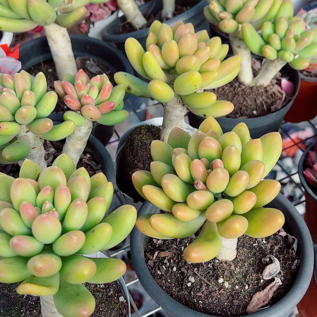 金蝉大单头精品特价