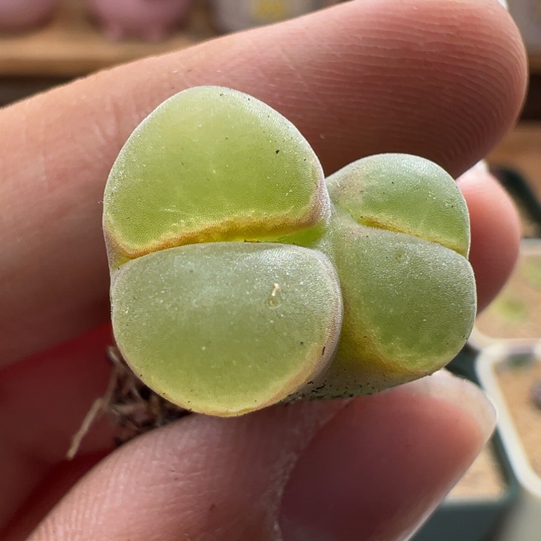 453。优选ry1777胭脂扣双头连体婴