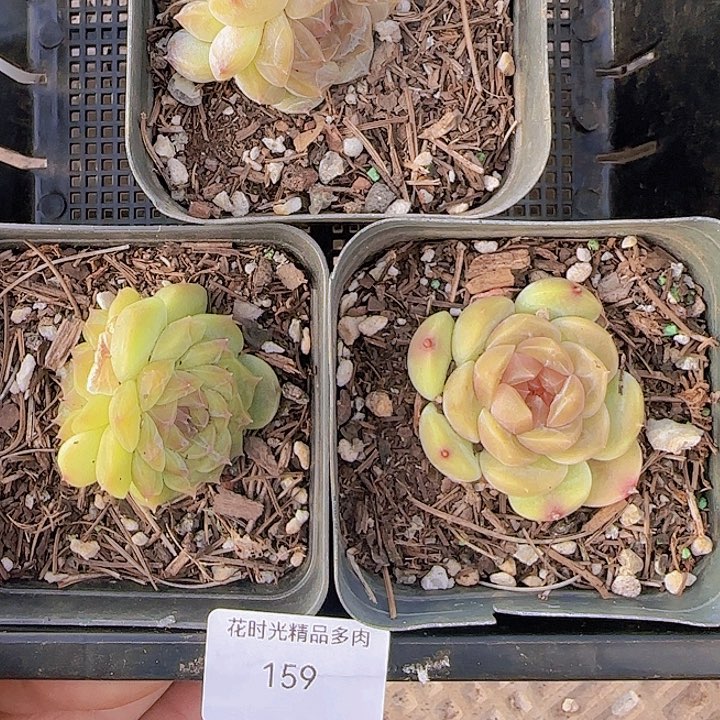 花时光精品多肉159