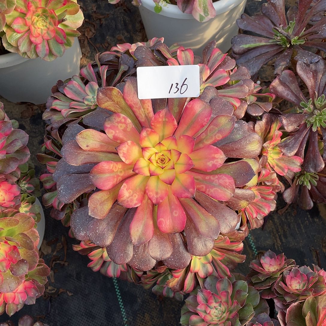 136111111111111111111