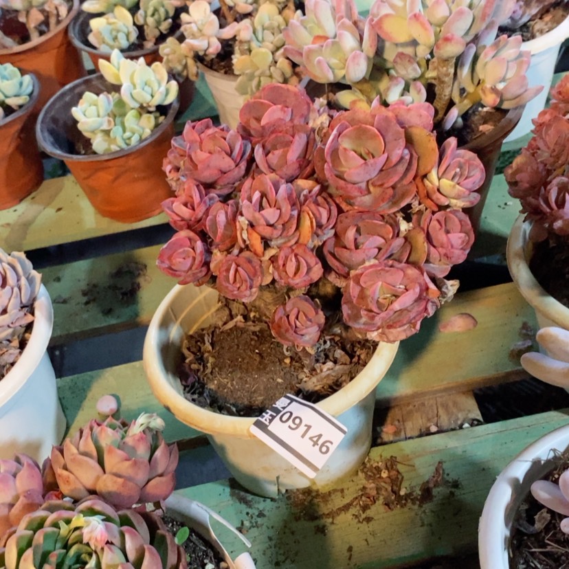 【闪购商品】胡*四多肉秀妍09146