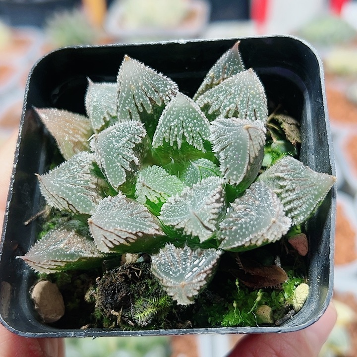 十二卷多肉白帝城