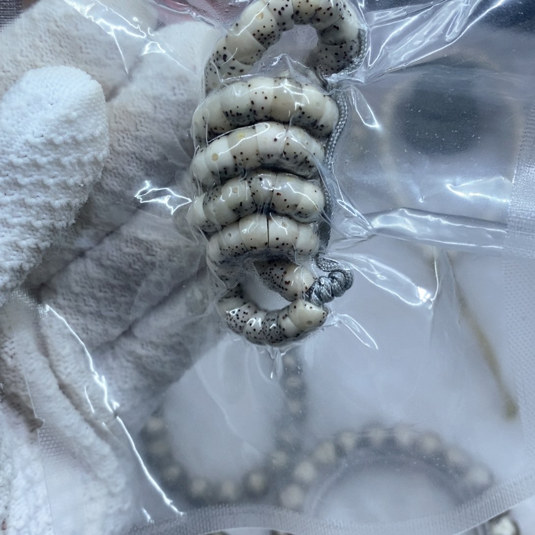 星月菩提手串爱***r7777777777777