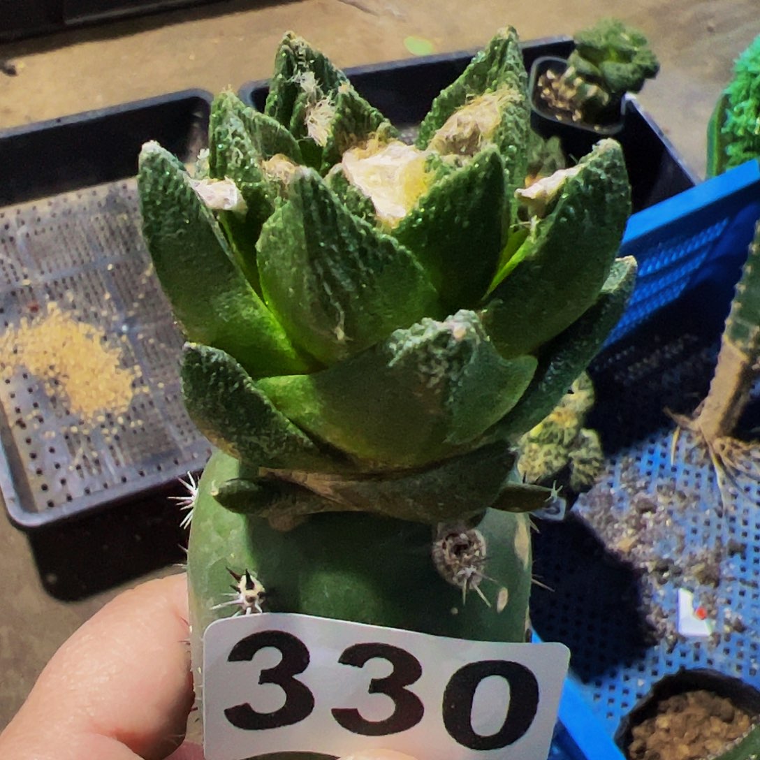 无花朵宽尤勃氏牡丹330