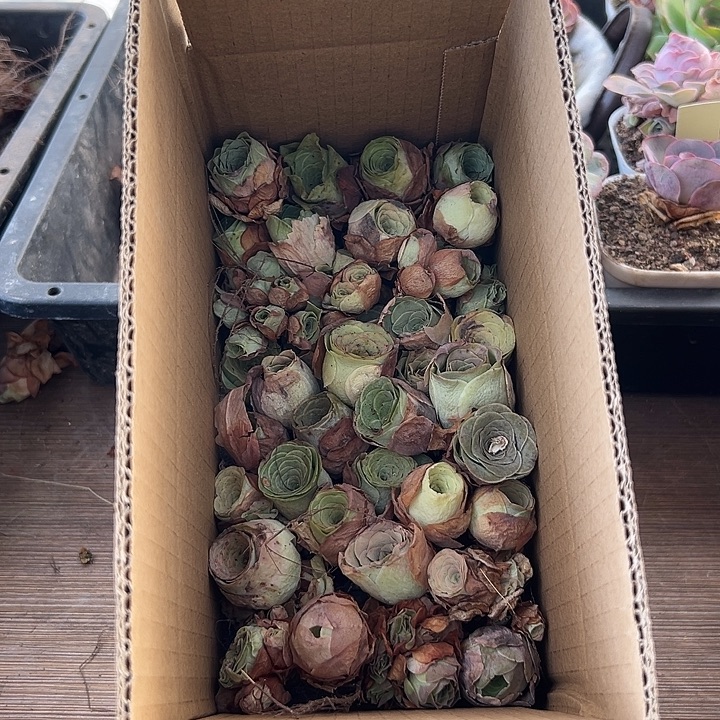 苗苗山地玫瑰一箱多品种2厘米量拍08