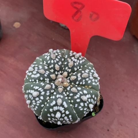 浓白超兜5仙人球