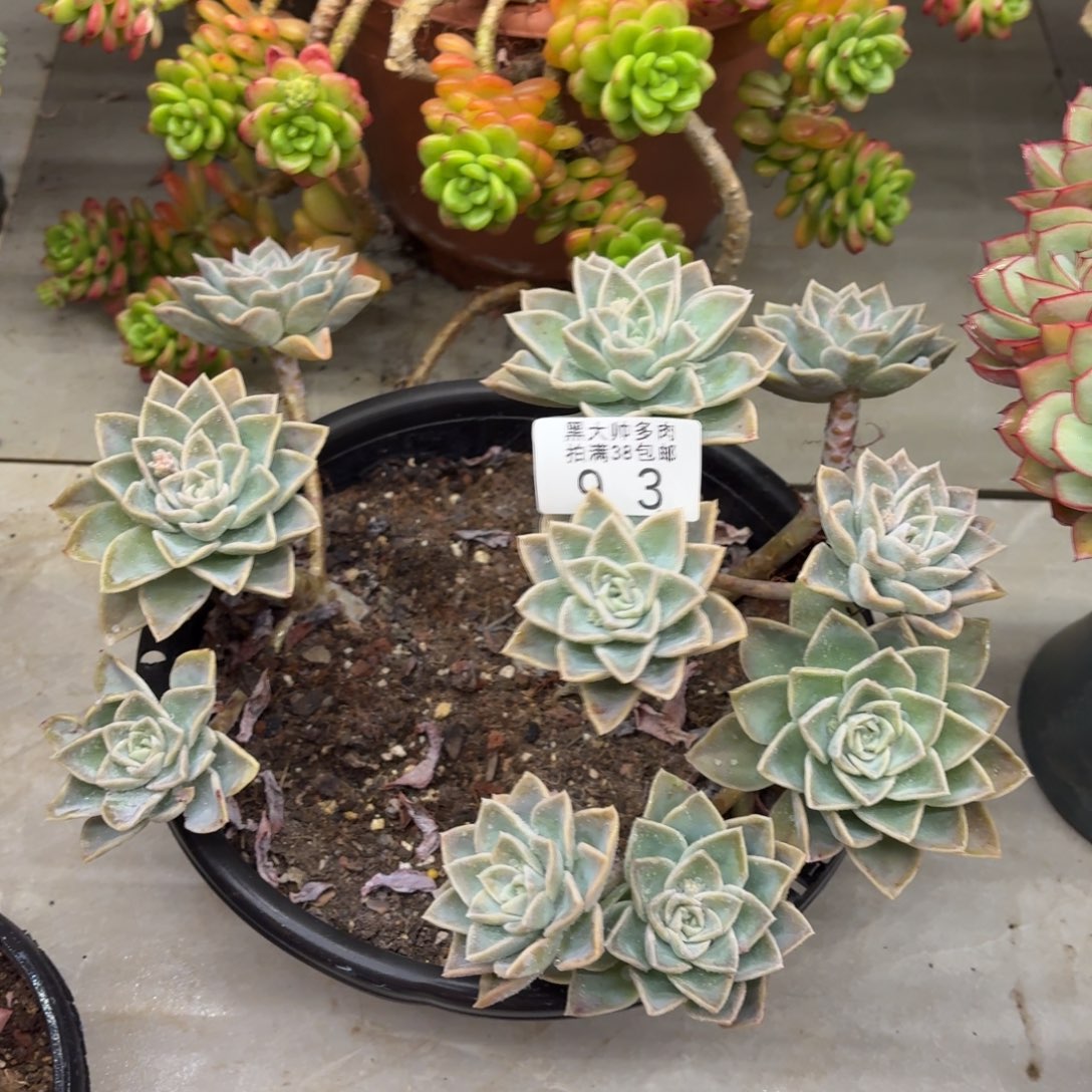 0***K黑大帅多肉93哈利