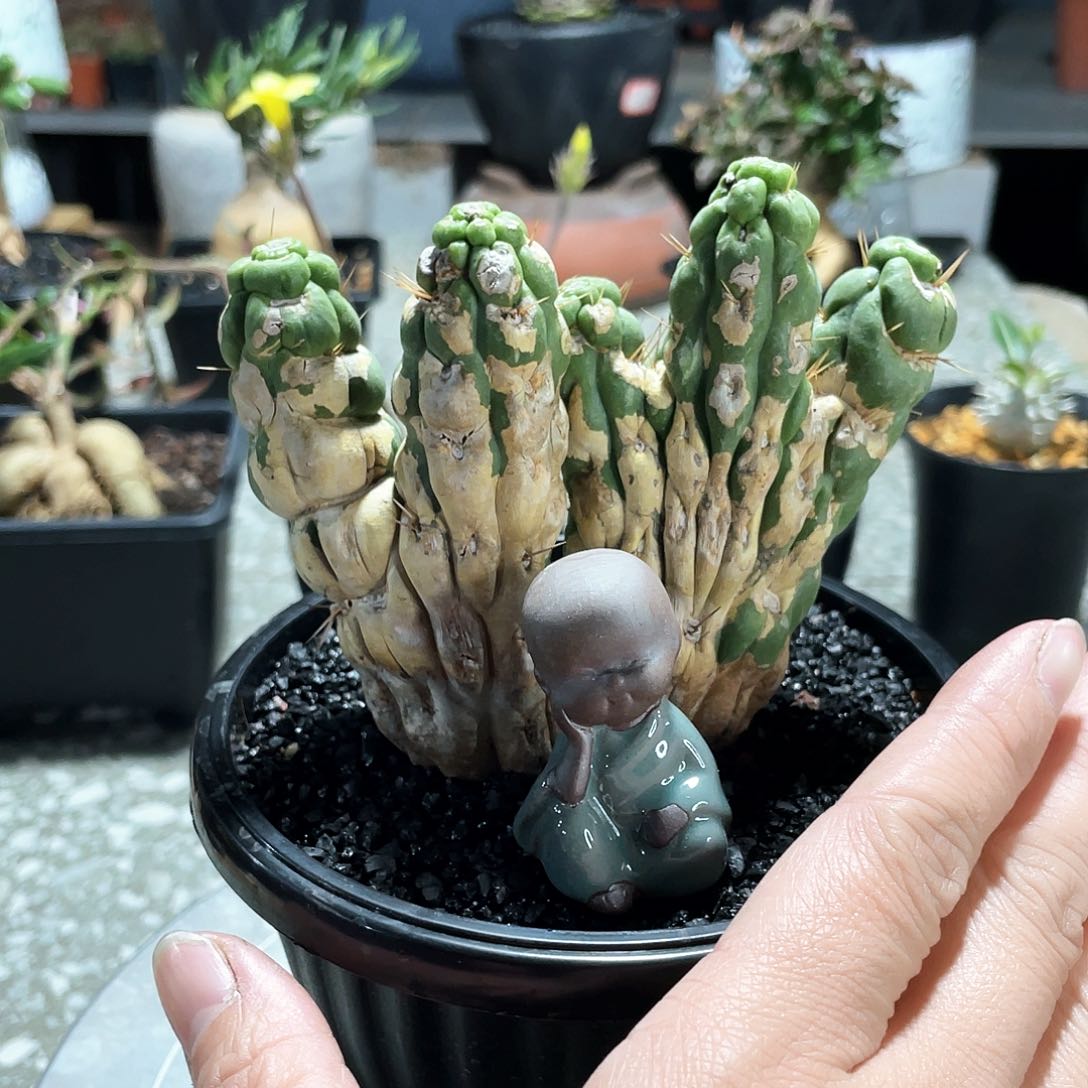 66666666666666666666666