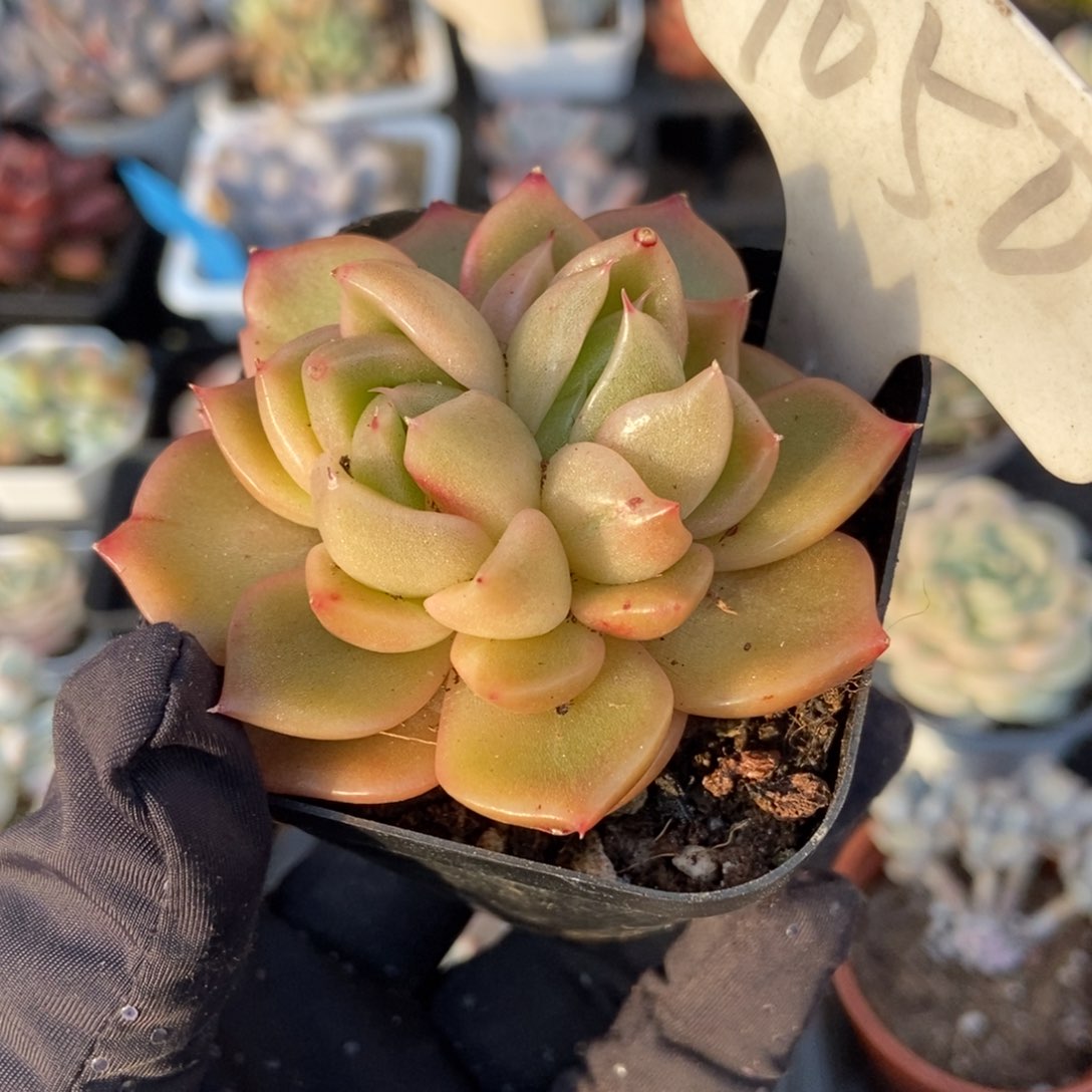 1050冰橙多肉植物保护