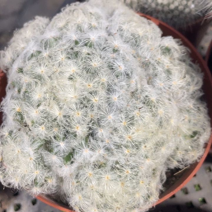 白星群生满25包邮