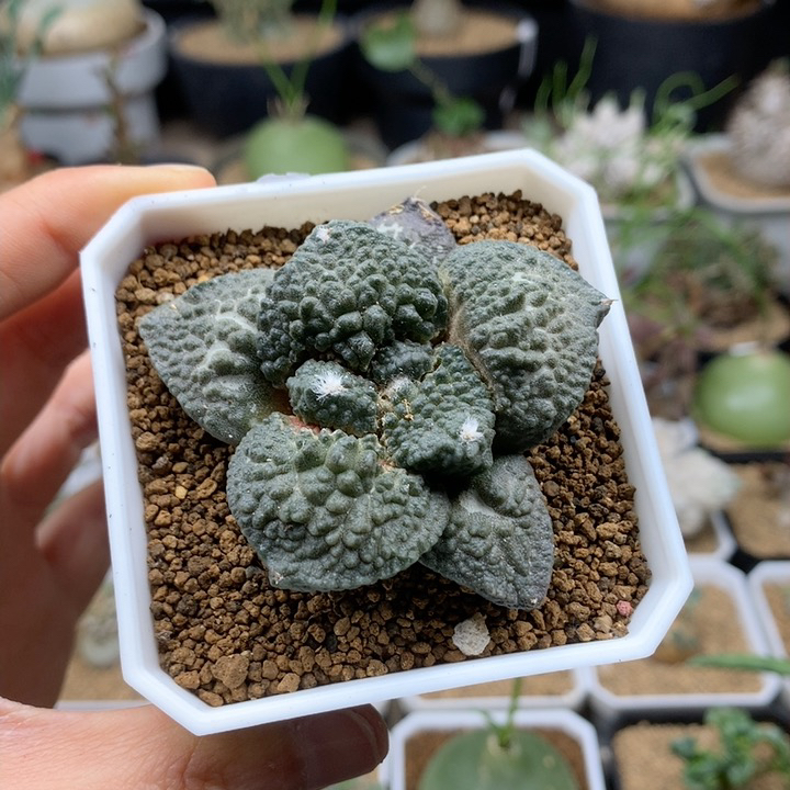 自根哥斯拉牡丹6cm带盆