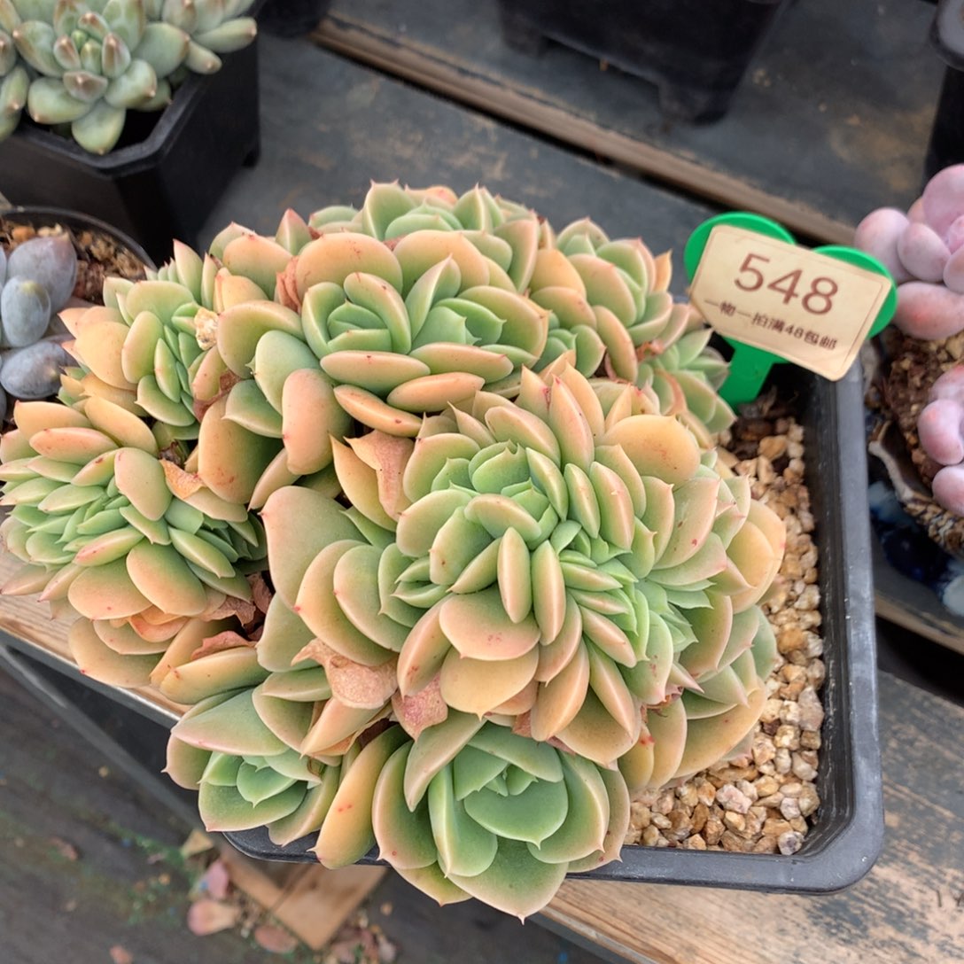 辛娜塔缀化一物一拍548