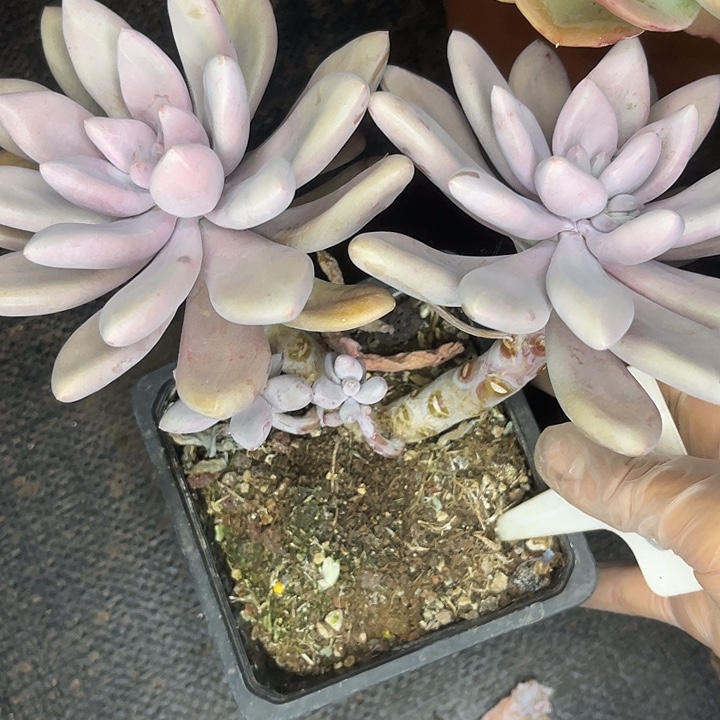 两单包邮，一物一拍虞美人88