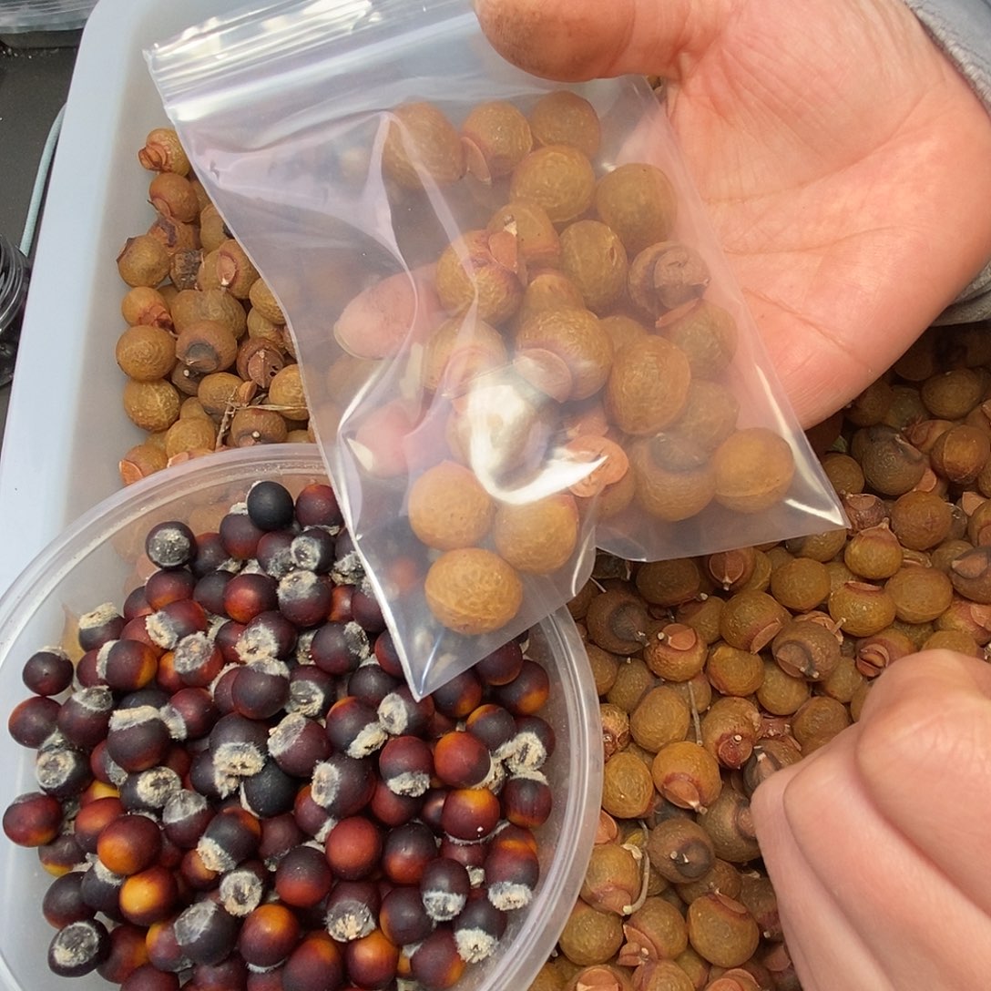 大***海手串佛心果树籽无患子种子