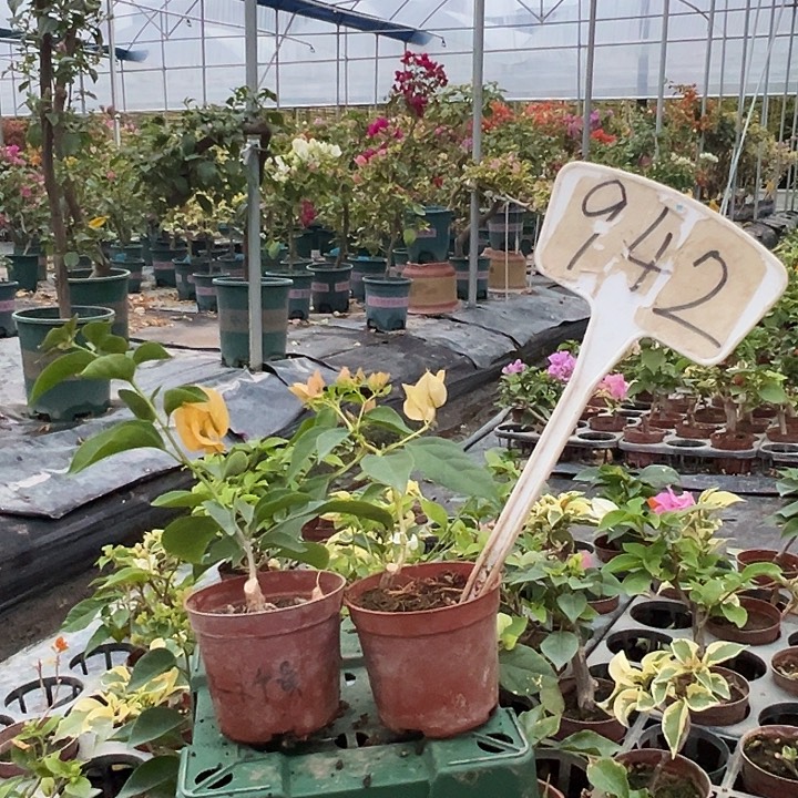 当前无花栽培后可以开花柠檬黄掌中宝 暗斑马斯掌中宝942